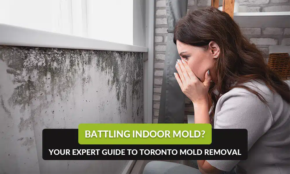 mold removal toronto mold removal toronto