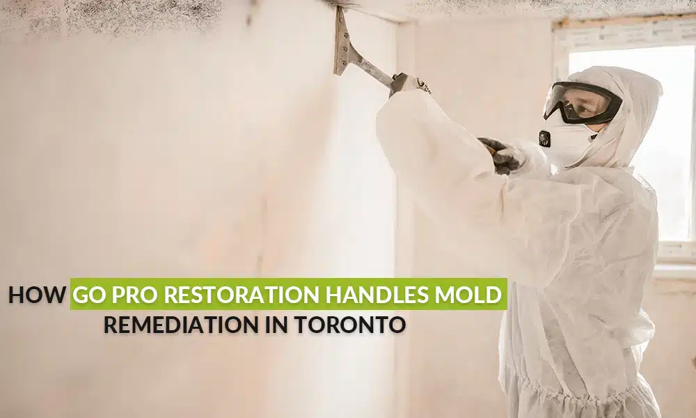 How Go Pro Restoration Handles Mold Remediation in Toronto