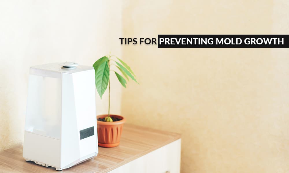 Guide to Mold Remediation in Toronto